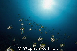 schooling bannerfish (heniochus diphreutes) taken at ras ... by Stephan Kerkhofs 